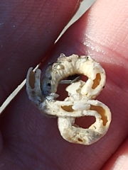 Vermicularia knorrii image