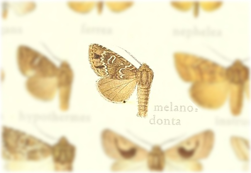 Oligia melanodonta