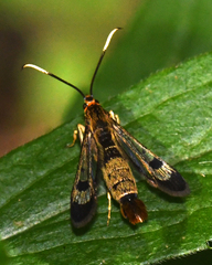 Synanthedon acerrubri