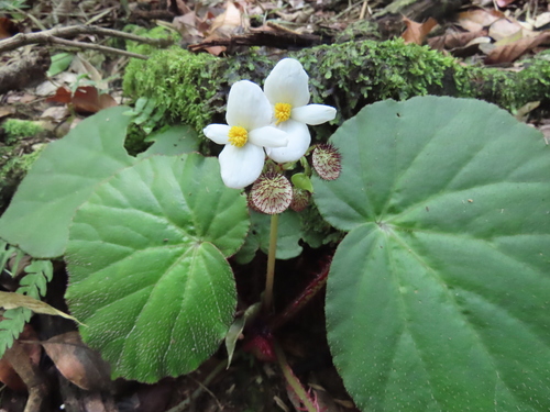 Begonia rubropilosa