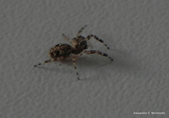 Titanattus euryphaessa