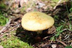 Russula granulata