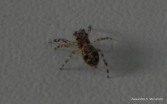 Titanattus euryphaessa