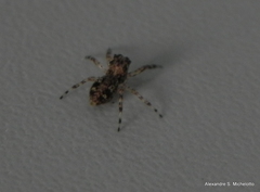 Titanattus euryphaessa