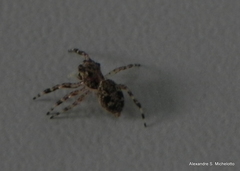 Titanattus euryphaessa