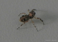 Titanattus euryphaessa