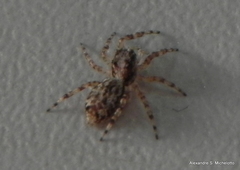 Titanattus euryphaessa