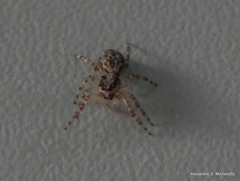 Titanattus euryphaessa