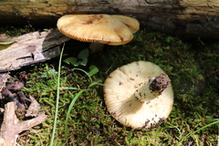 Russula granulata