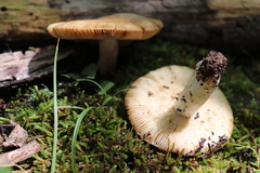 Russula granulata
