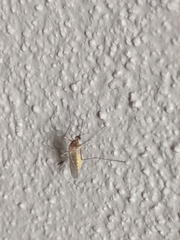Culex pipiens