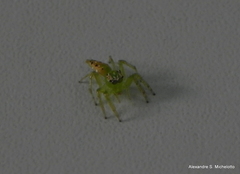 Acragas trimaculatus