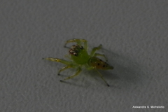 Acragas trimaculatus