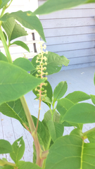 Phytolacca americana