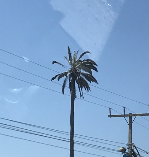 Foto de Coqueiro-do-chile