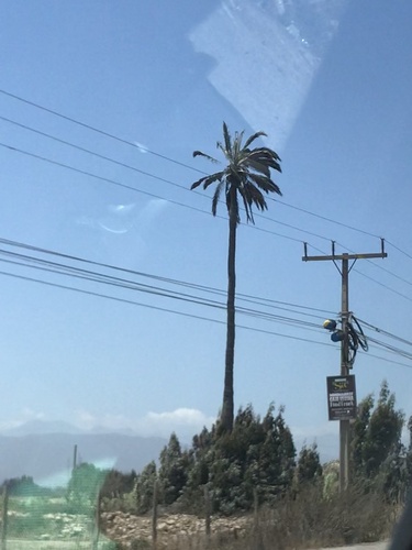 Foto de Coqueiro-do-chile