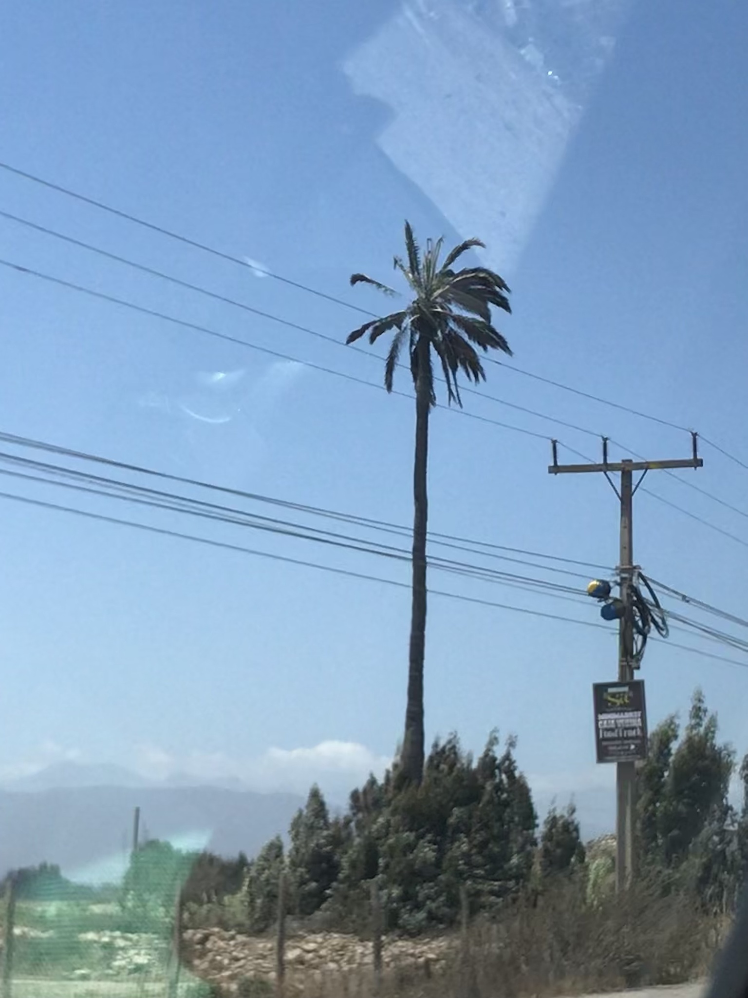 Imagem de Coqueiro-do-chile