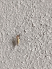 Culex pipiens
