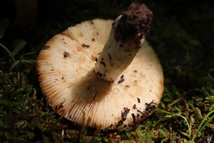Russula granulata