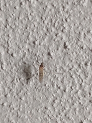 Culex pipiens