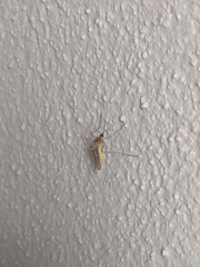 Culex pipiens