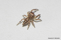 Metaphidippus smithi