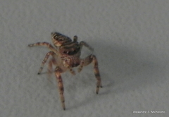 Metaphidippus smithi