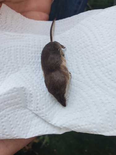 Crowned Shrew