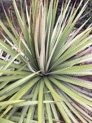 Puya goudotiana