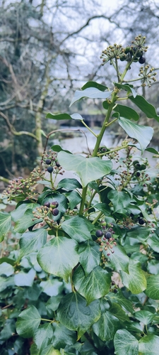 Image of Hedera hibernica by (c) Bee Together, some rights reserved (CC BY)