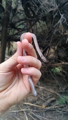 Hypsiglena chlorophaea