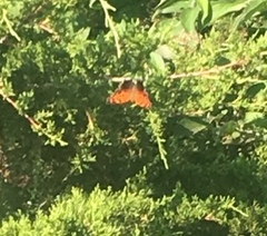 Polygonia interrogationis