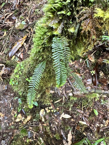 Prosaptia contigua observed 2025-02-14