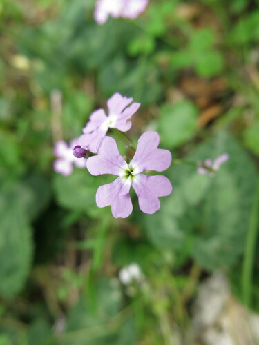 Ricotia lunaria, photograph 6