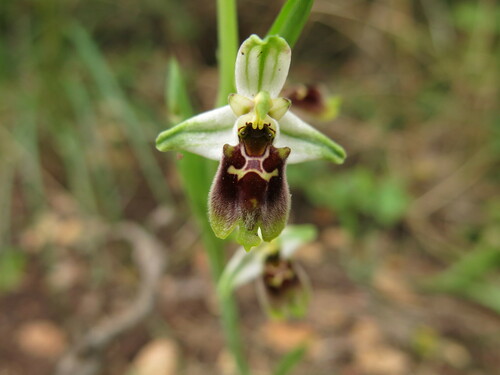 Image of Ophrys bornmuelleri by (c) Nachman bones, some rights reserved (CC BY)