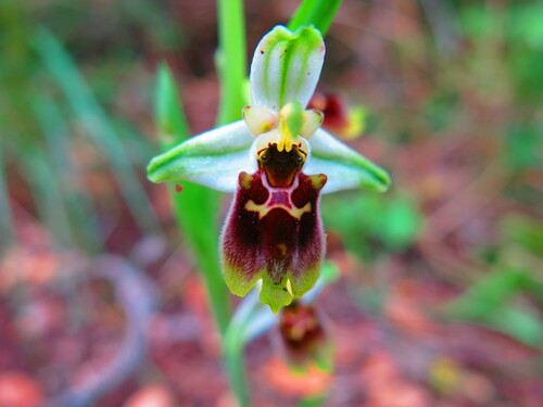 Image of Ophrys bornmuelleri by (c) Nachman bones, some rights reserved (CC BY)
