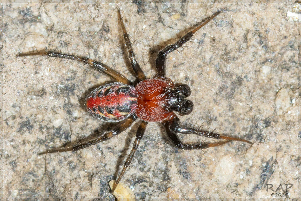 Alpaida versicolor