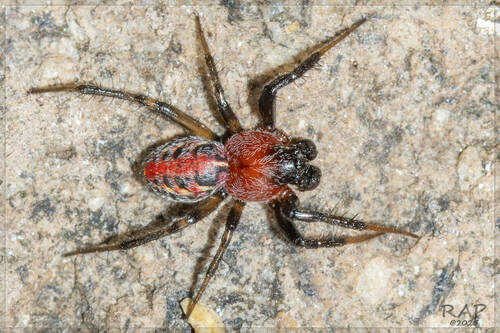 Alpaida versicolor