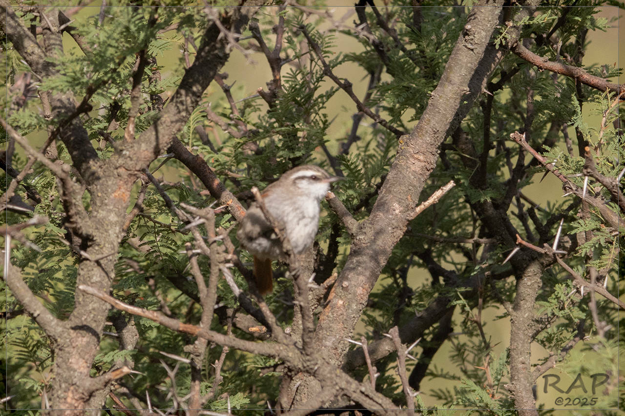 Stripe-crowned Spinetail (Cranioleuca pyrrhophia), photo 10