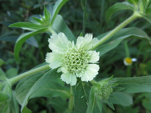 Image of Carmel Daisy (Lomelosia prolifera) by (c) Nachman bones, some rights reserved (CC BY)