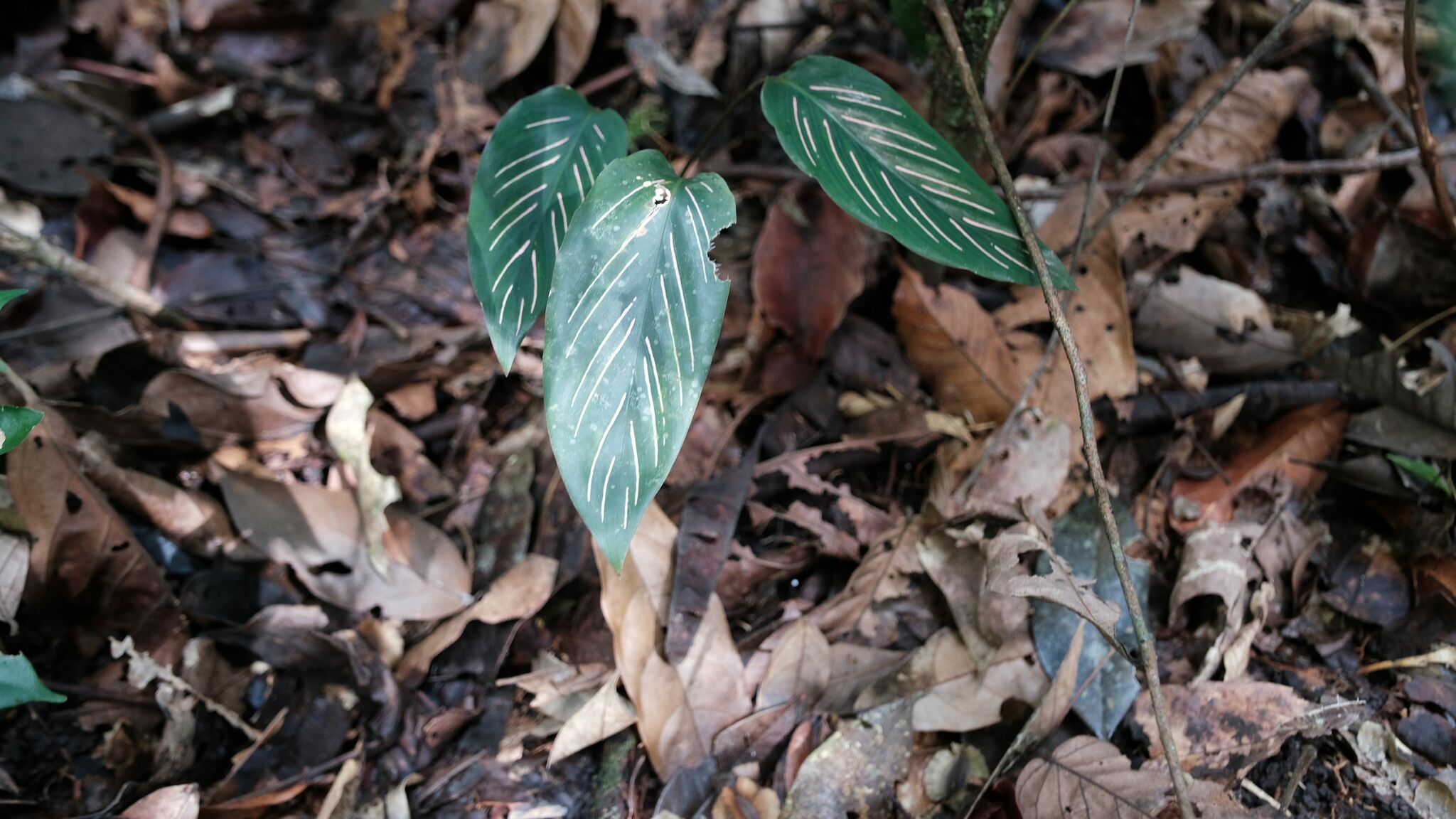 Imagem de Maranta-zebrina