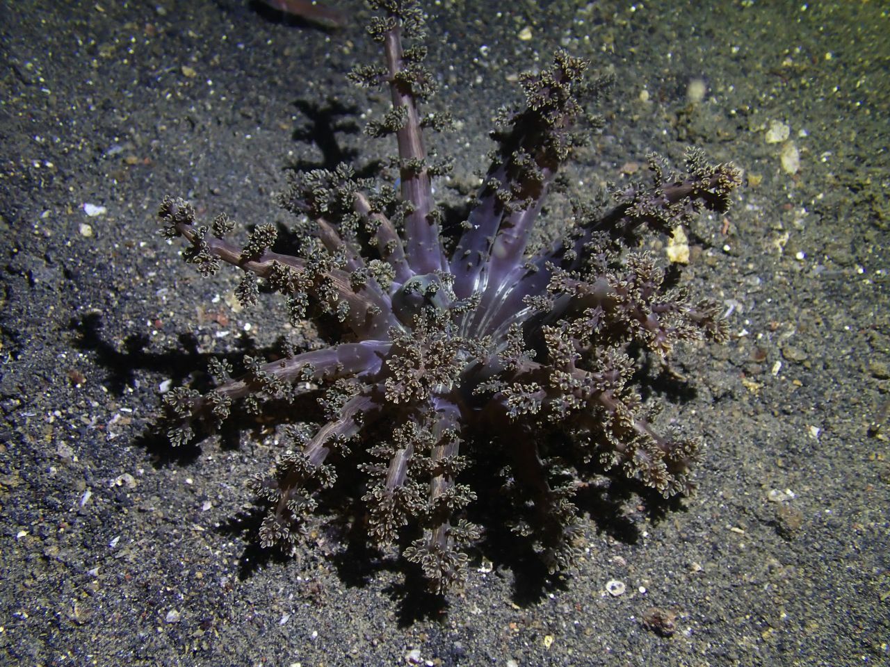 Actinodendron arboreum (Quoy & Gaimard, 1833)