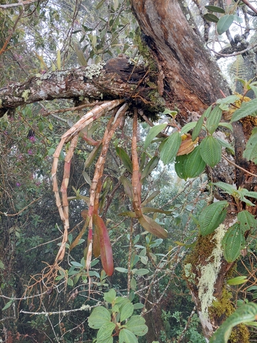 Epidendrum excisum, photograph 6