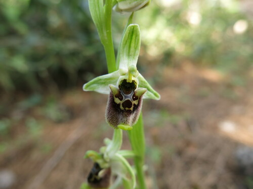 Image of Ophrys bornmuelleri by (c) Nachman bones, some rights reserved (CC BY)