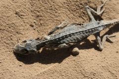 Urosaurus