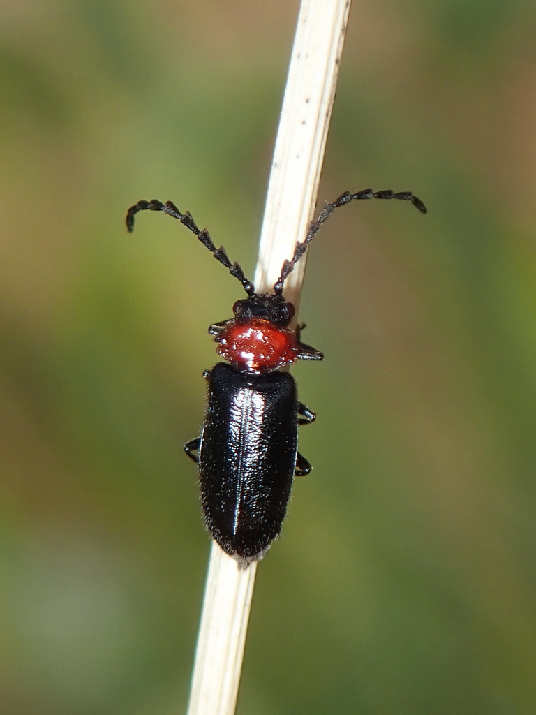 Ditemnus