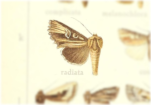 Cetola radiata
