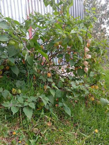 Cape gooseberry