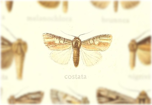 Cetola costata