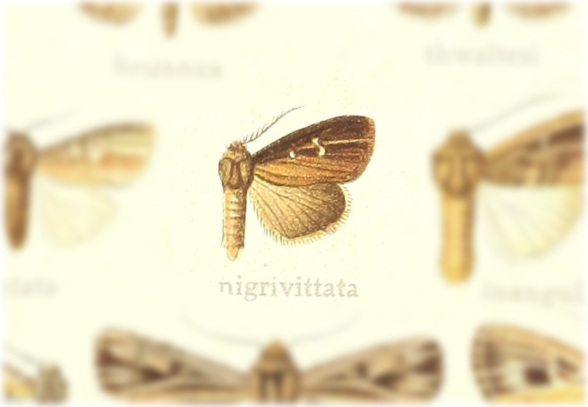 Anedhella nigrivittata
